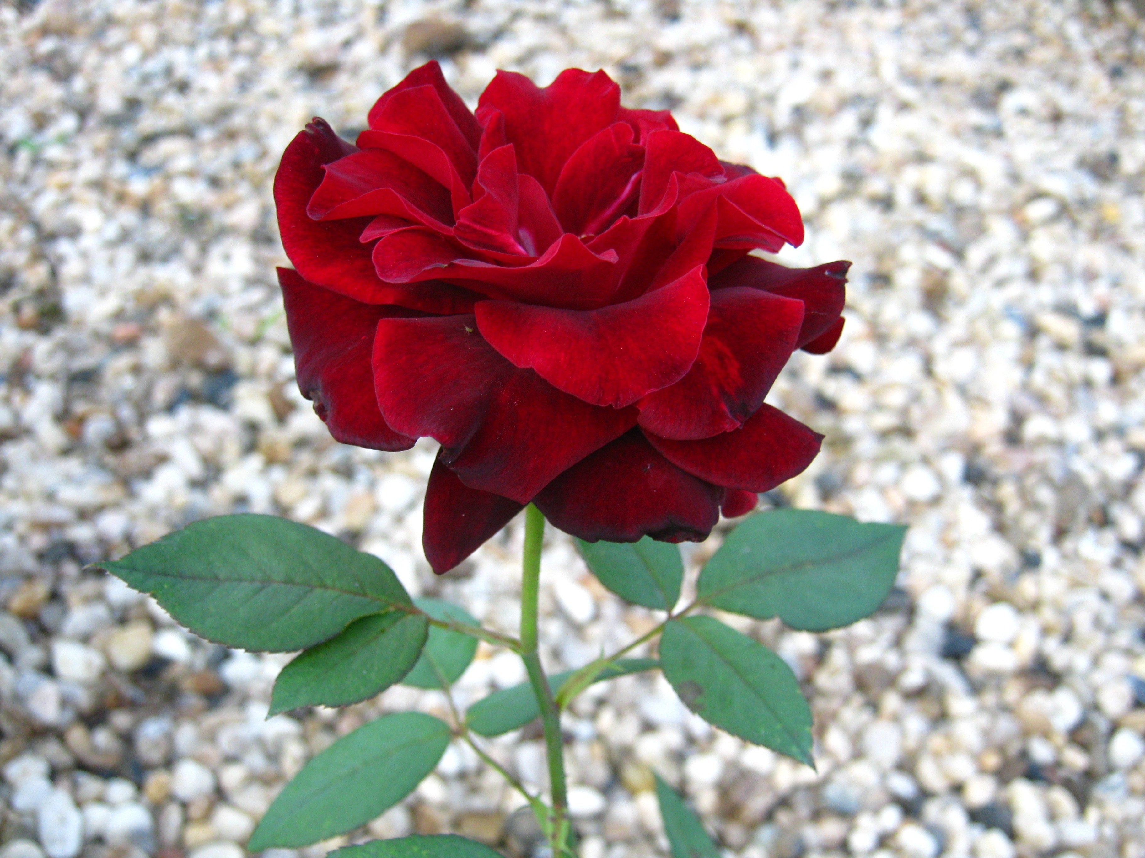 Roses by ROSANGELA OTONI ROSE